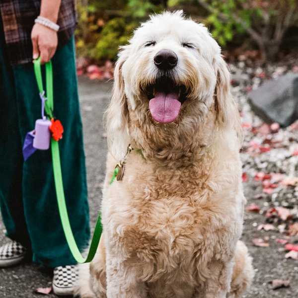 The Difference Between Plastic, Biodegradable and Compostable Dog Poop Bags